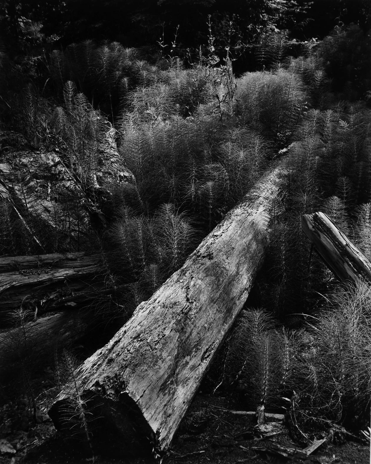Wynn Bullock, Horsetails and Log, 1957 (Printed before 1965)