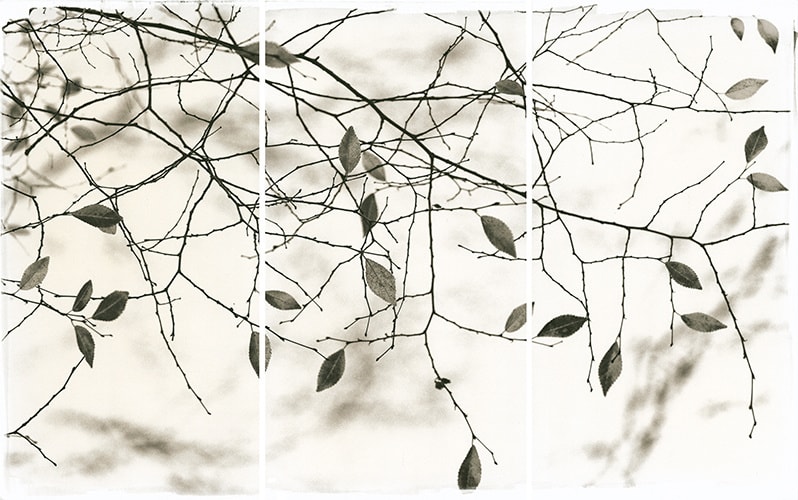 Brigitte Carnochan, Late Leaves II, 2011