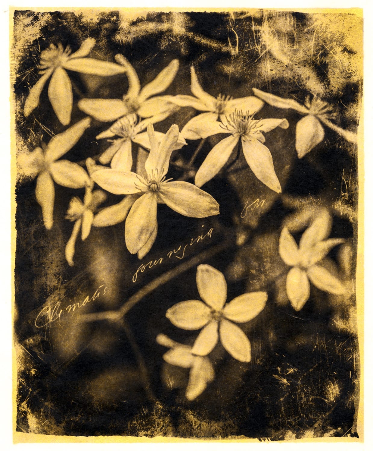 Brigitte Carnochan, Clematis Journeying Far, 2018