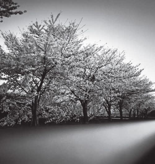 Michael Kenna, Cherry Blossoms, Nara, Honshu, Japan, 2002