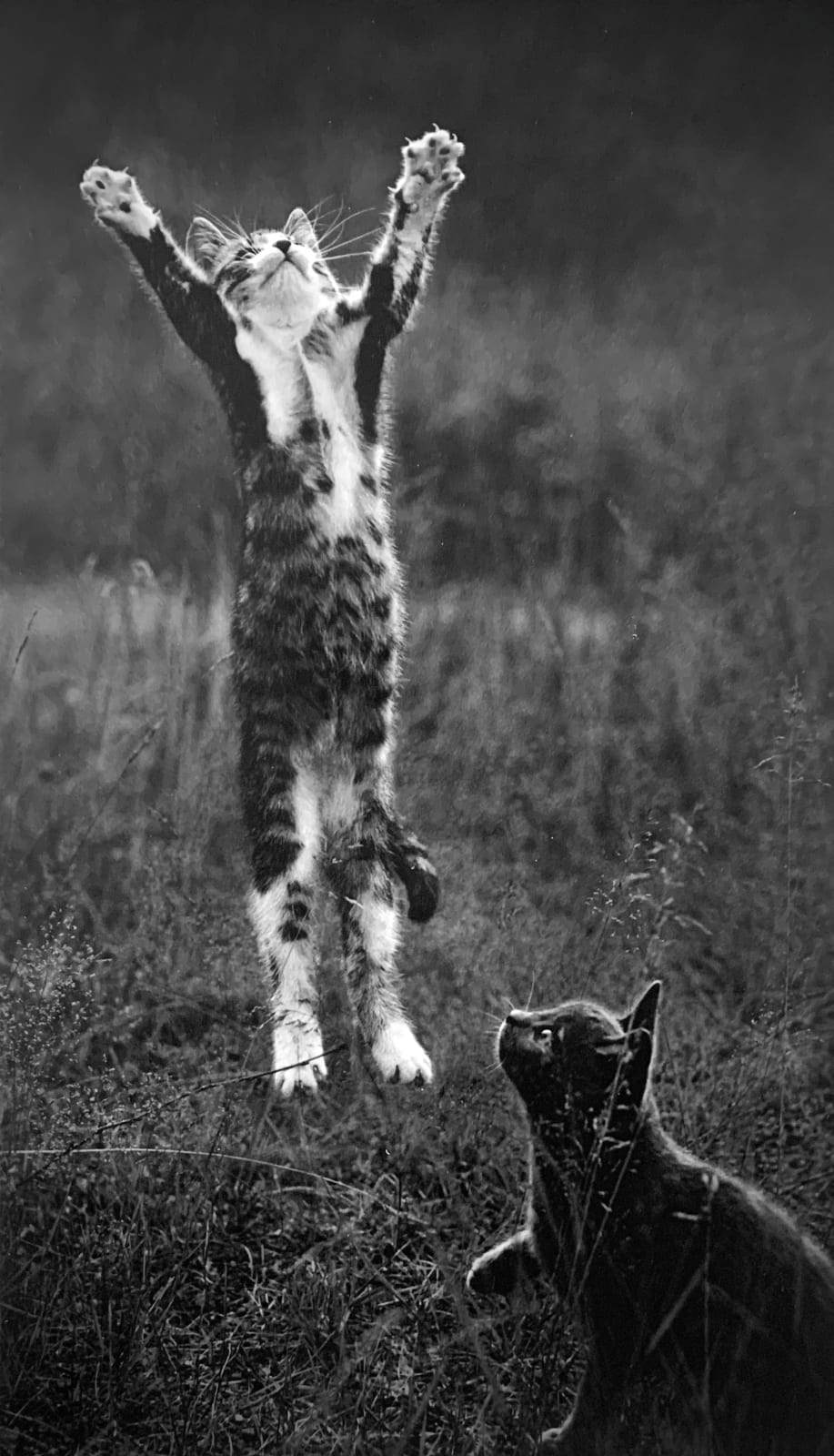 Pentti Sammallahti, Koylio, Finland (Jumping Cats), 1973 (Printed 2020)