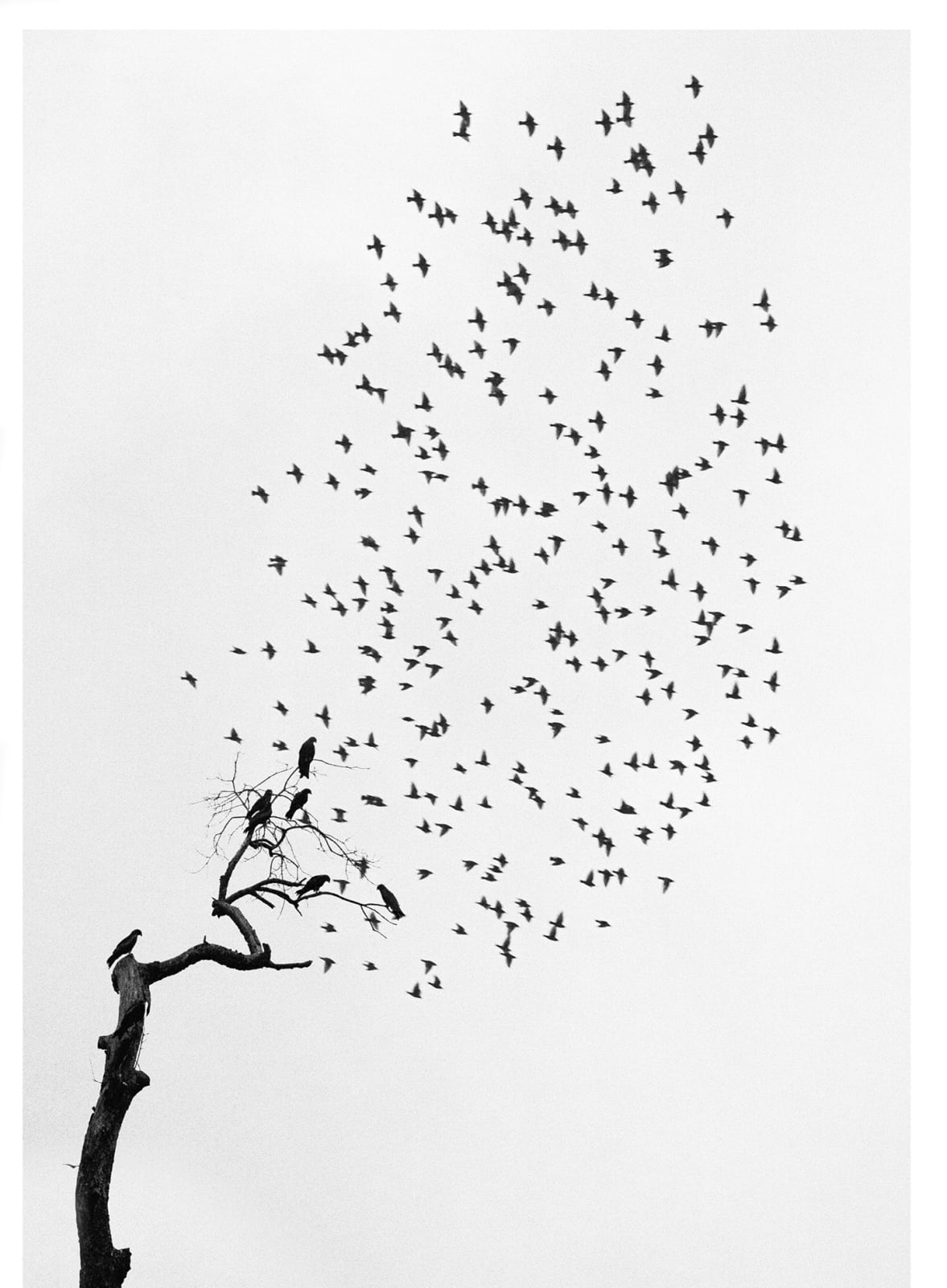 Pentti Sammallahti, Delhi, India (Flock of Birds), 1999, printed 2018