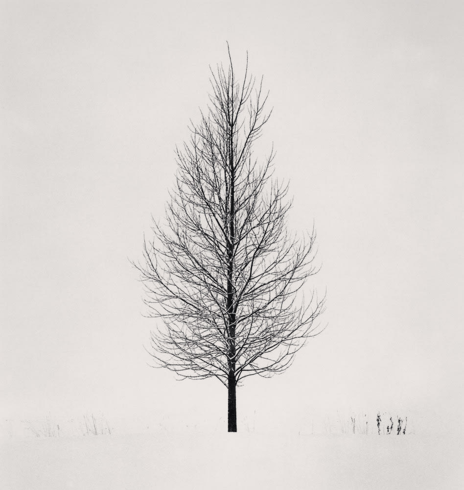 Michael Kenna, Tree Portrait, Study 5, Wakoto, Japan, 2005 (Printed 2007)