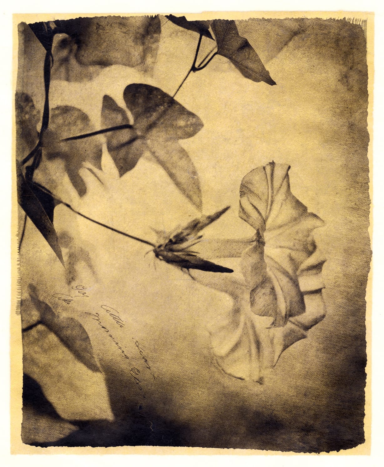 Brigitte Carnochan, Gay Little Heart, 2018