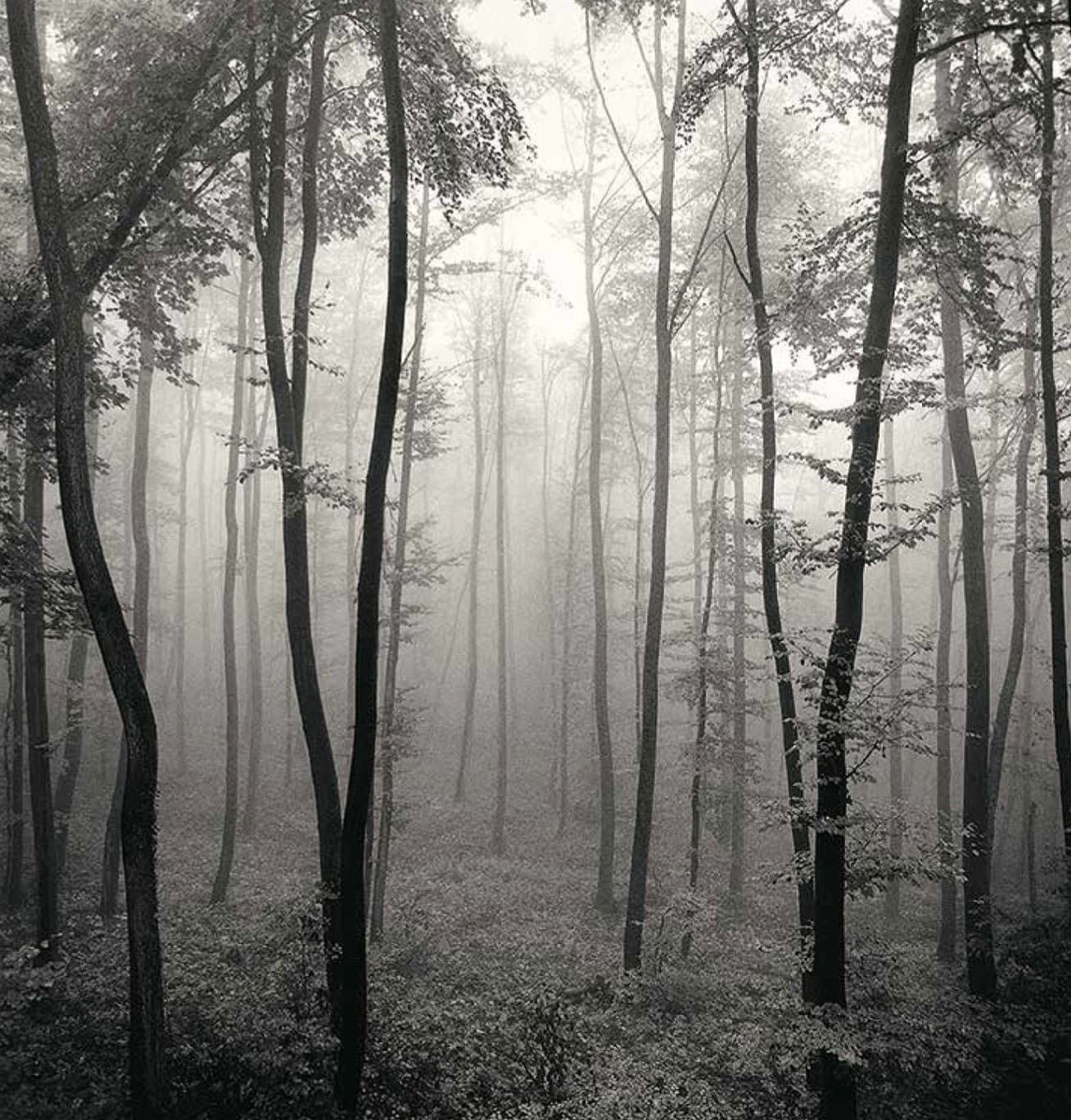 Michael Kenna, Jura Forest, Dornach, 1993