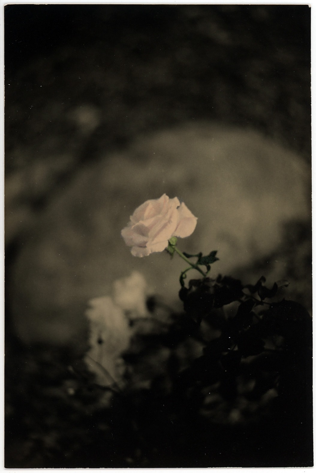 Ernesto Esquer, Rose, 2014 (Printed 2018)