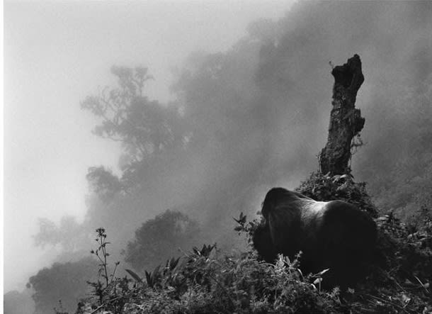 Sebastião Salgado, Ubumbwe (silverback mountain gorilla - leader of the Amahoro group) in Mist over the Forest of the Bisoke Volcano, Rwanda, 2004/Printed 2007