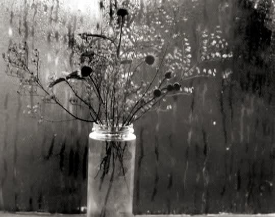 Paul Caponigro, Wild Flowers / Wet Window, Cape Cod, MA, c. 1875