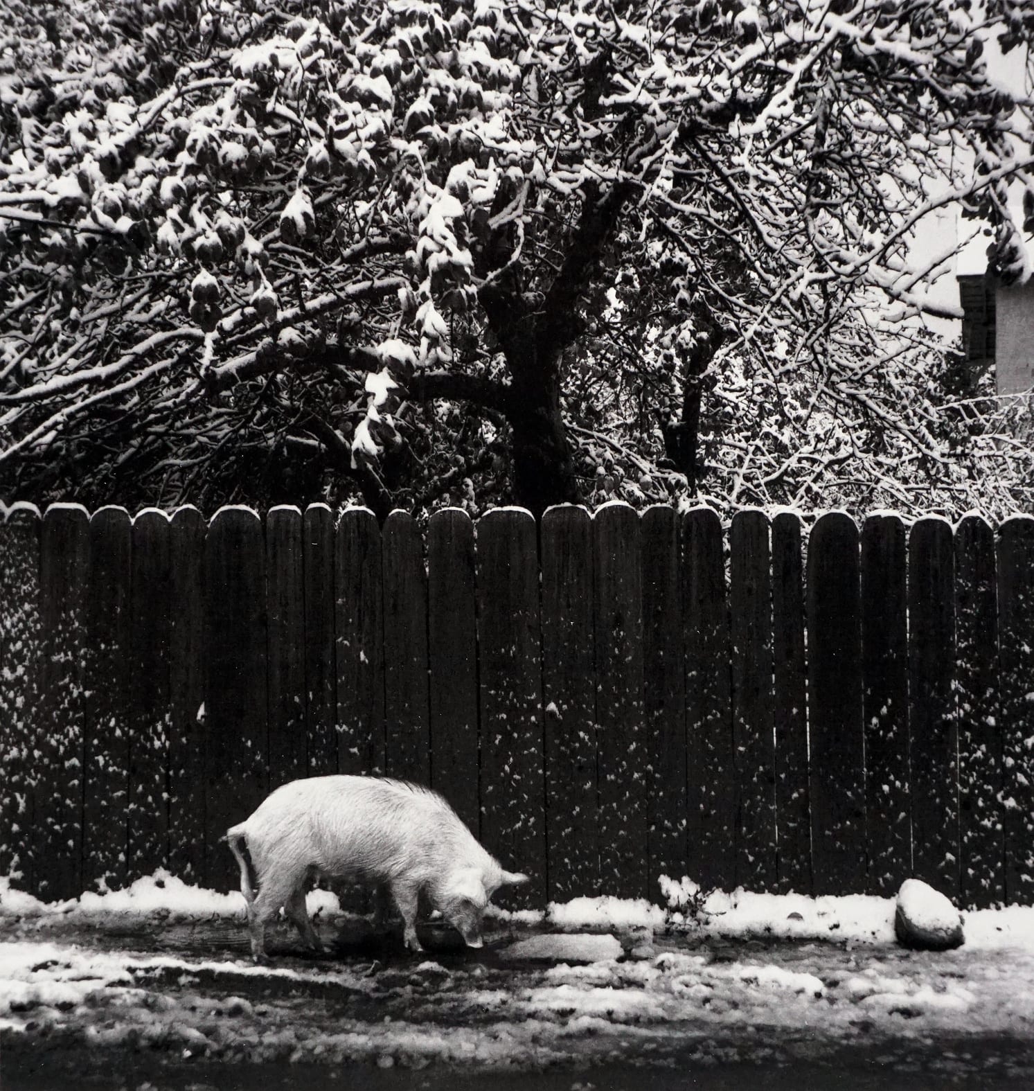 Pentti Sammallahti, Mestia, Georgia (Pig in Snow), 2014