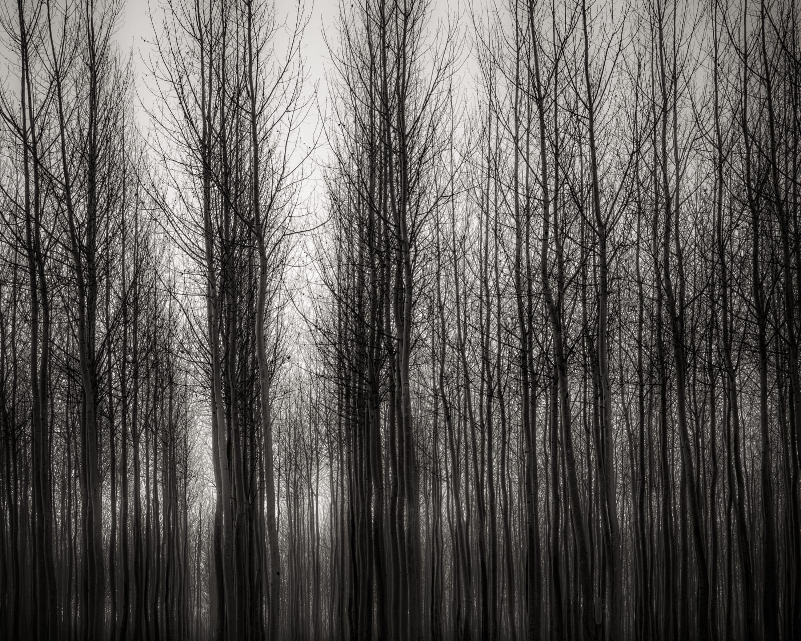 Jeffrey Conley, Poplars in Morning Fog, 2016, printed 2017