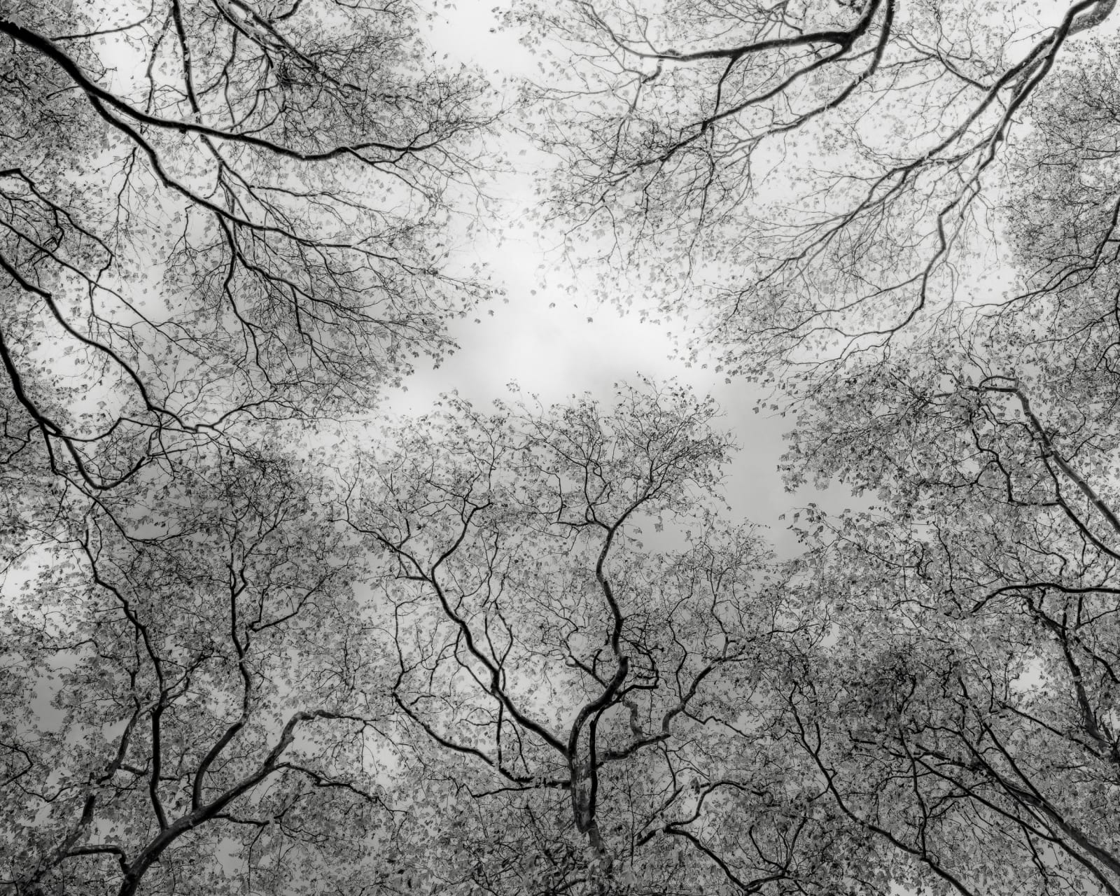 Jeffrey Conley, Forest Canopy, France, 2022, Printed 2024