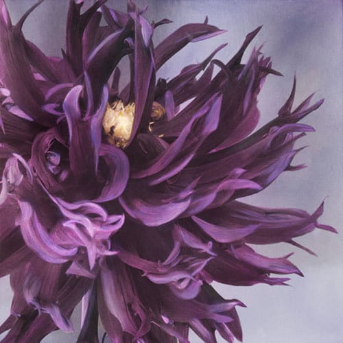 Brigitte Carnochan, Purple Dahlia, 2006