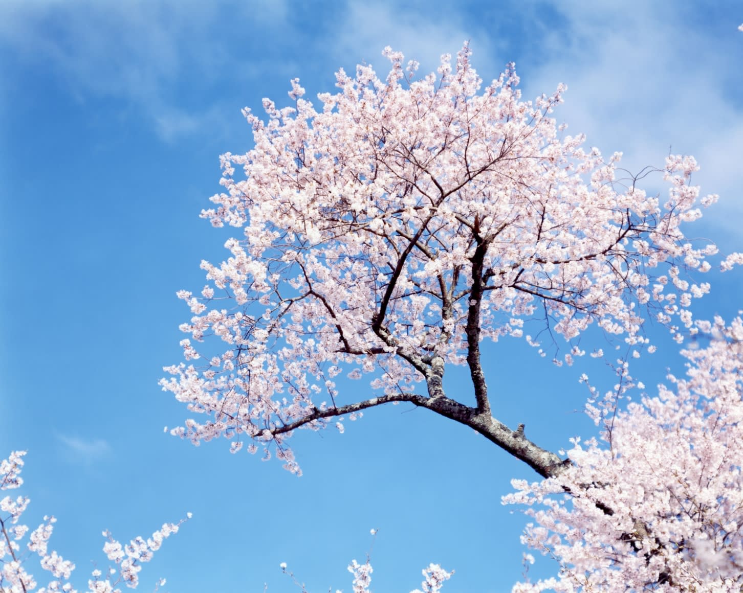 Risaku Suzuki, From the series Sakura <<N-2>>, 2002