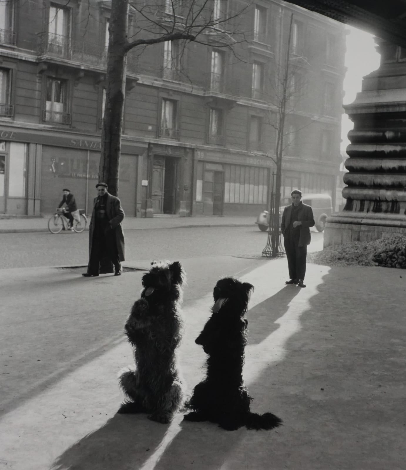 Robert Doisneau, Les Chiens de La Chapelle, 1953