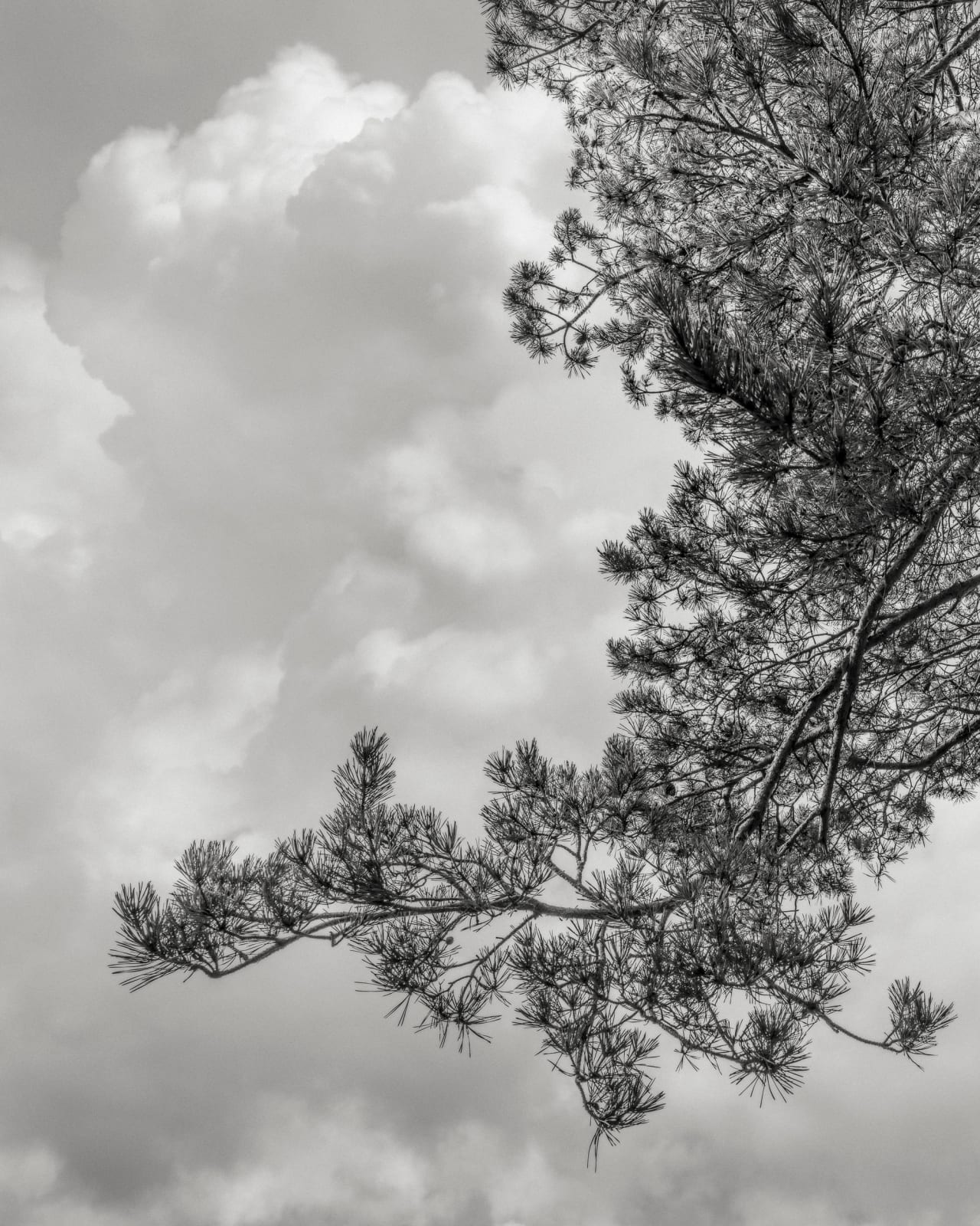 Jeffrey Conley, Branch and Clouds, France, 2022, Printed 2024