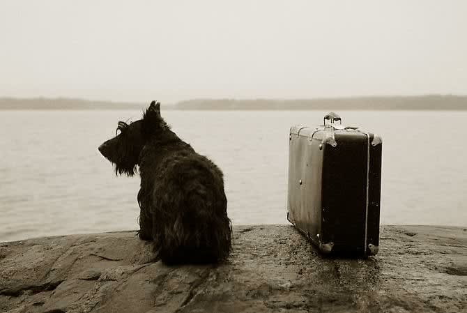 Kristoffer Albrecht, Dog With Suitcase, 1982