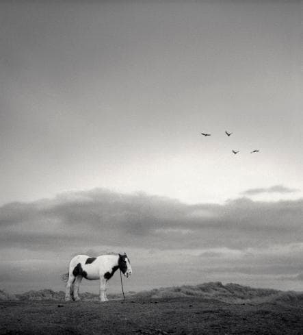 Pentti Sammallahti, Druridge Bay, England (Lone Horse), 1998