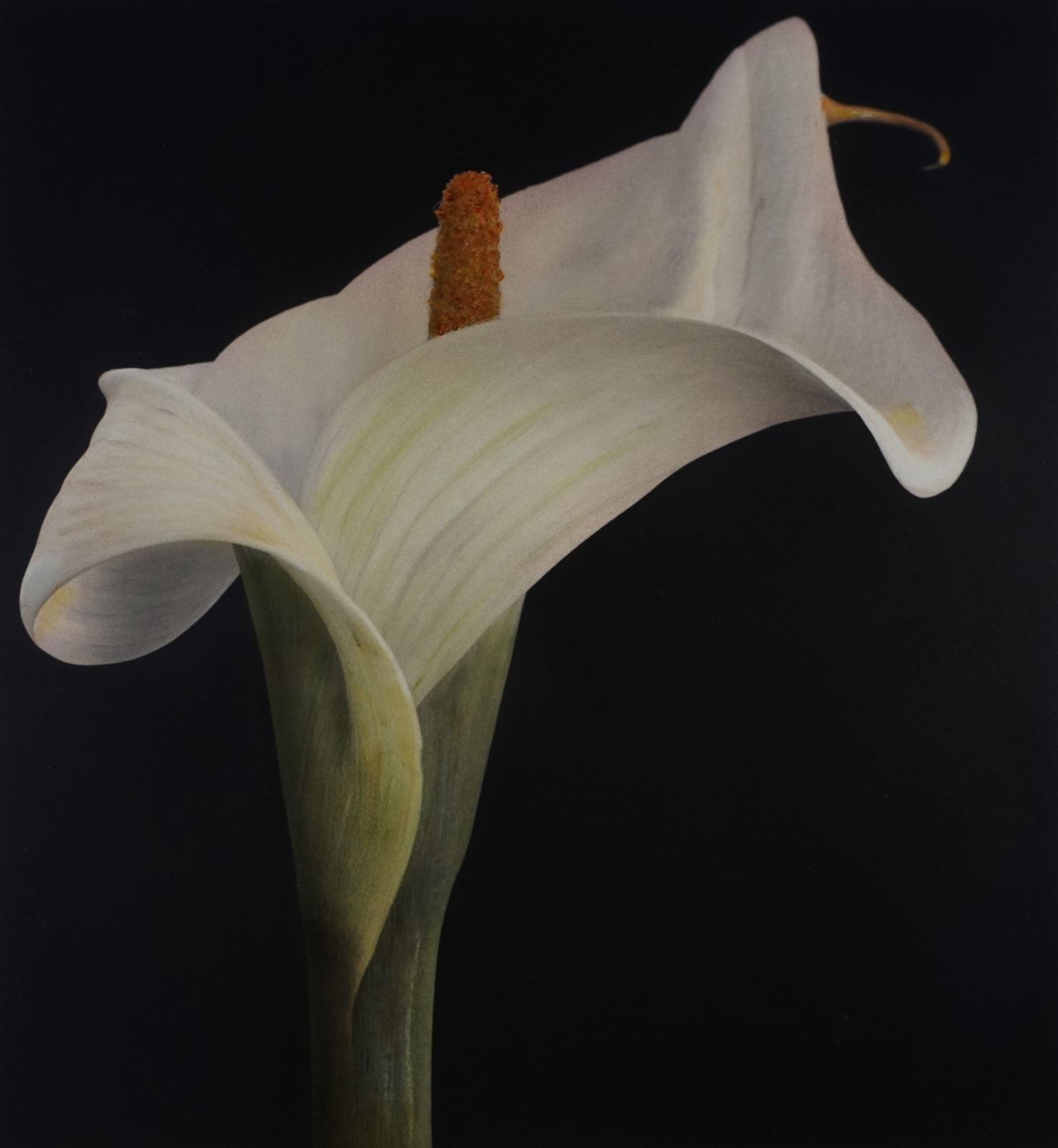 Brigitte Carnochan, Calla Lily II, 1996