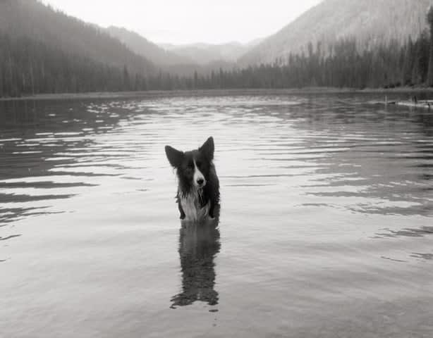 Ian Markus, Molly At Handkerchief Lake, 2020