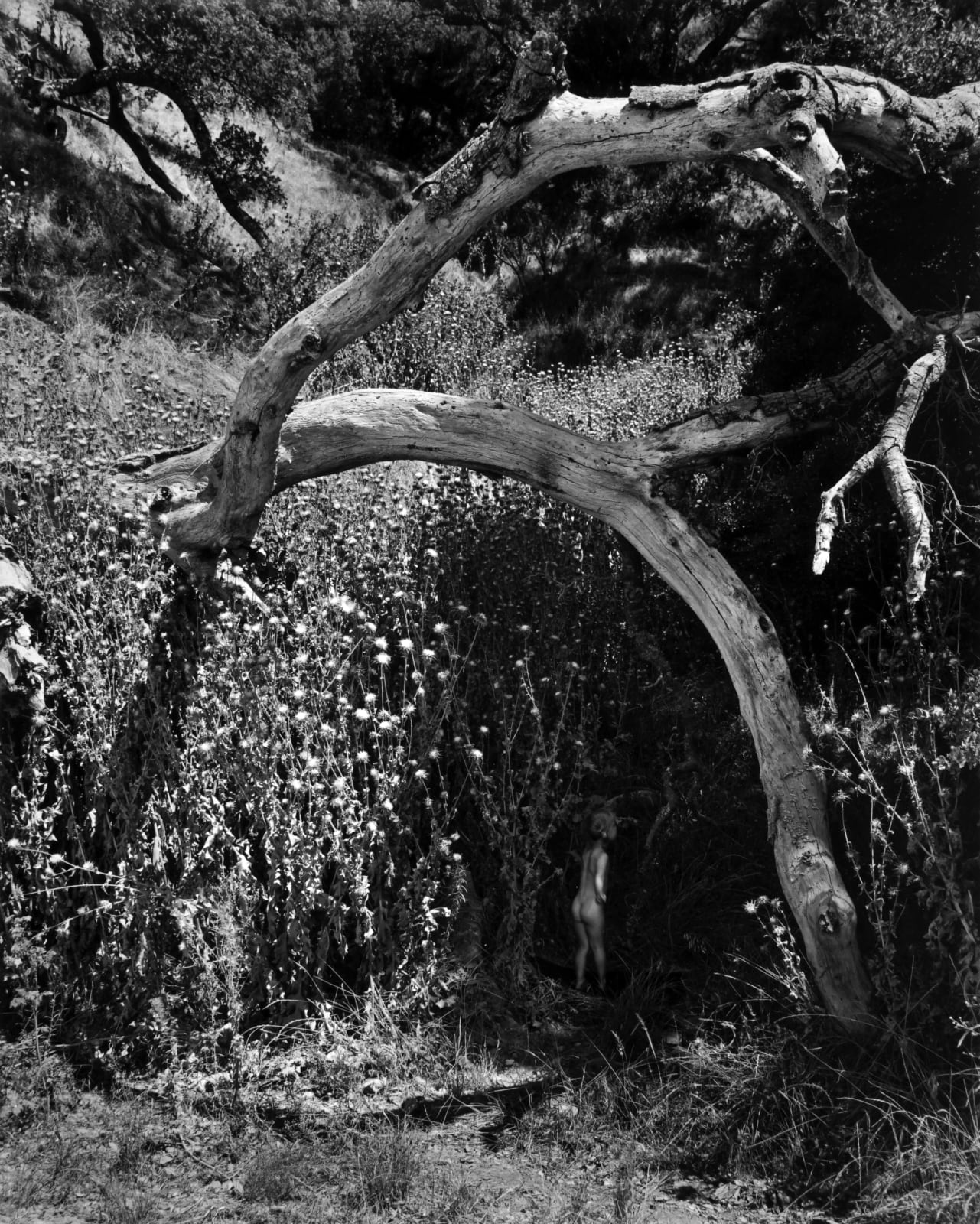 Wynn Bullock, Child and the Unknown, 1955 (Printed 1973)