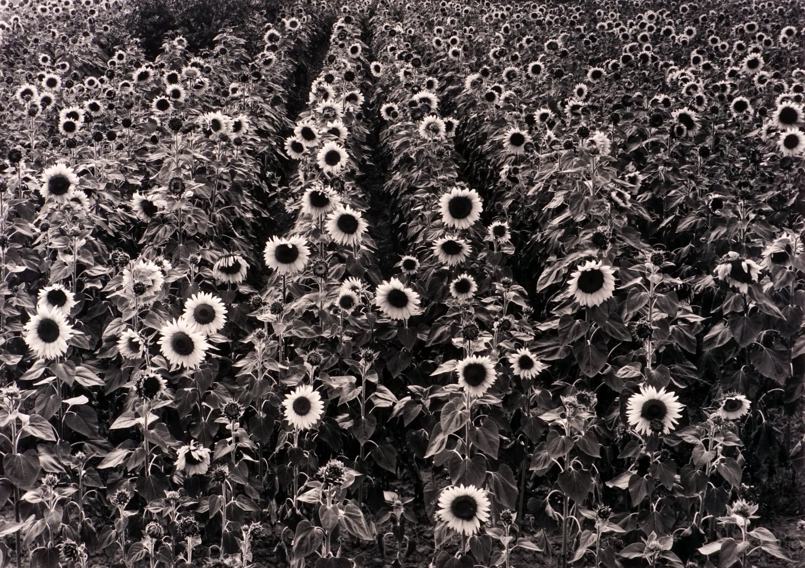 Paul Caponigro, Sunflowers, Tuscany Landscape, 1965 (Printed Later)