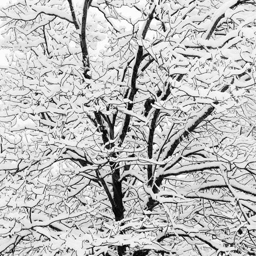 Jeffrey Conley, Snow Covered Branches, 1998/Printed 2011