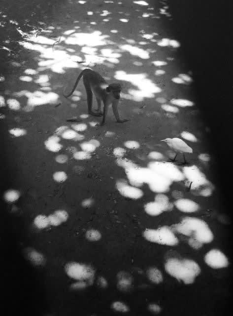 Pentti Sammallahti, Abuko, Gambia, (Monkey on the road