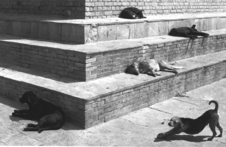 Pentti Sammallahti, Swayambhunath, Nepal (Dogs on Steps), 1994