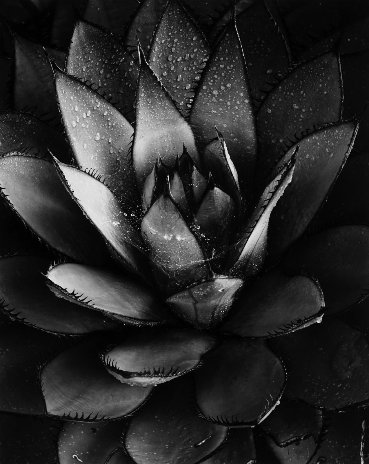 Brett Weston, Century Plant, Baja California, 1967 (Printed 1968)