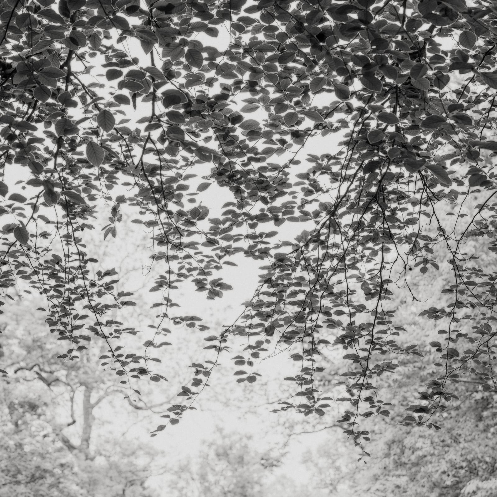 Jeffrey Conley, Hanging Branches, Kew Gardens, UK, 2024, Printed 2025