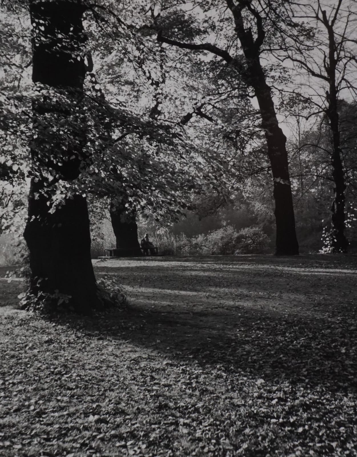 Andre Kertész, Kew Gardens, London, 1948