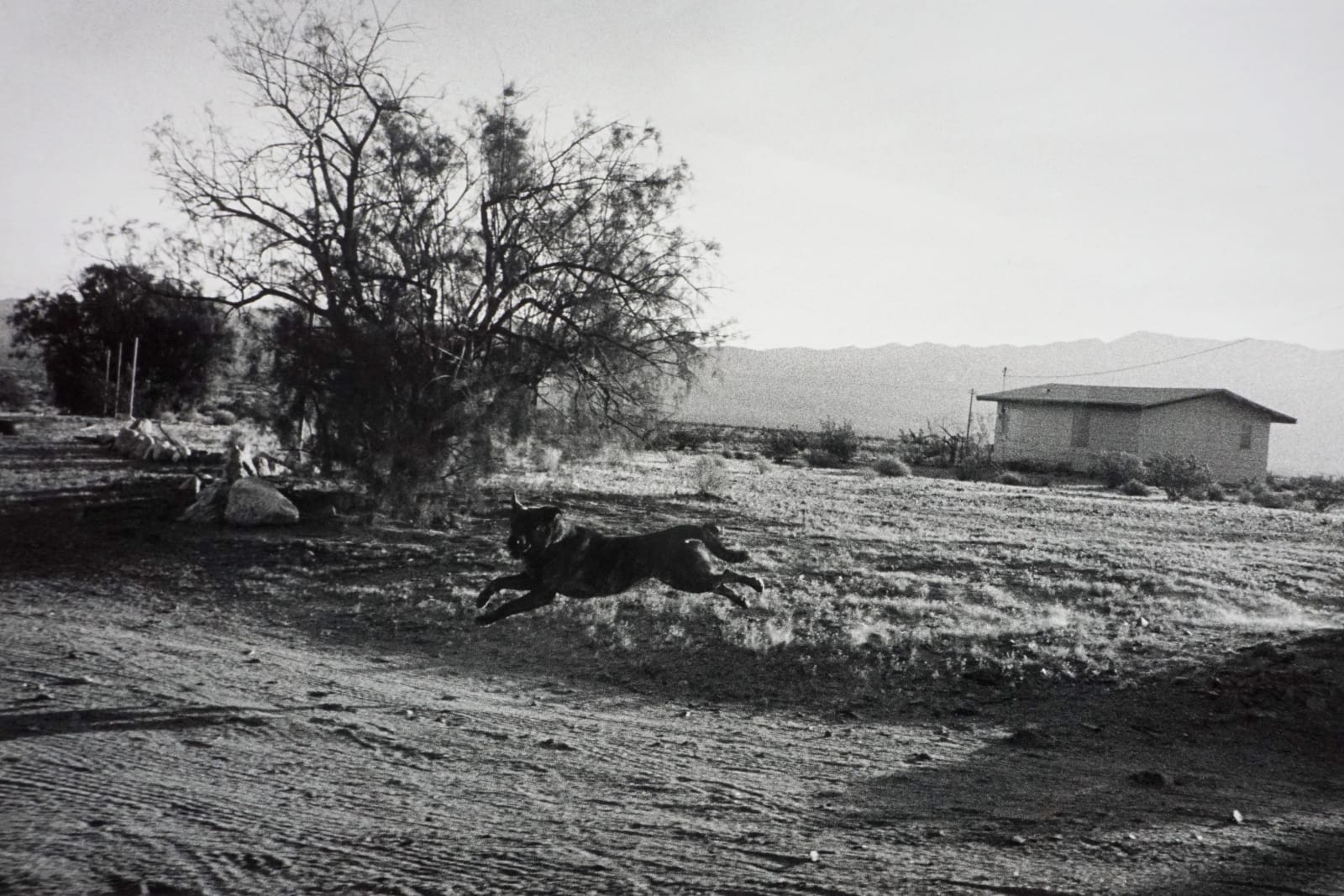 John Divola, From "Dogs Chasing My Car in the Desert", 1996-1998