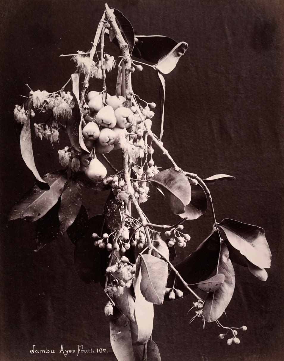 Charles Scowen, Jambu Ayer Fruit, 107, 1880