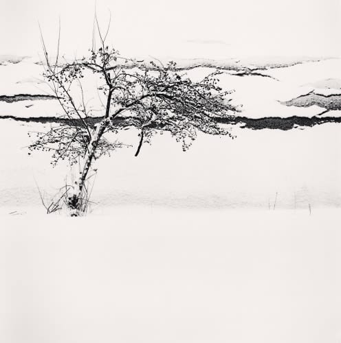 Michael Kenna, Berries and Falling Snow, Furano, Hokkaido, Japan., 2004