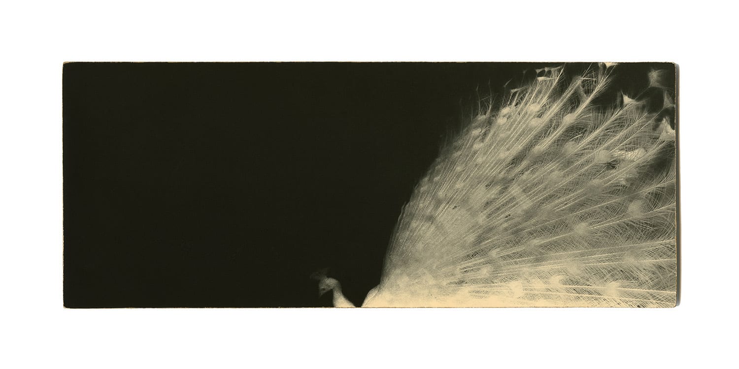 Miho Kajioka, BK0056, Peacock, 2011