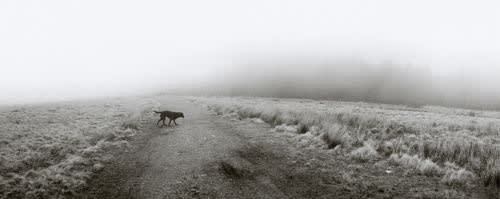 Pentti Sammallahti, Llanwuno, Wales (Dog Crossing Dirt Road)
