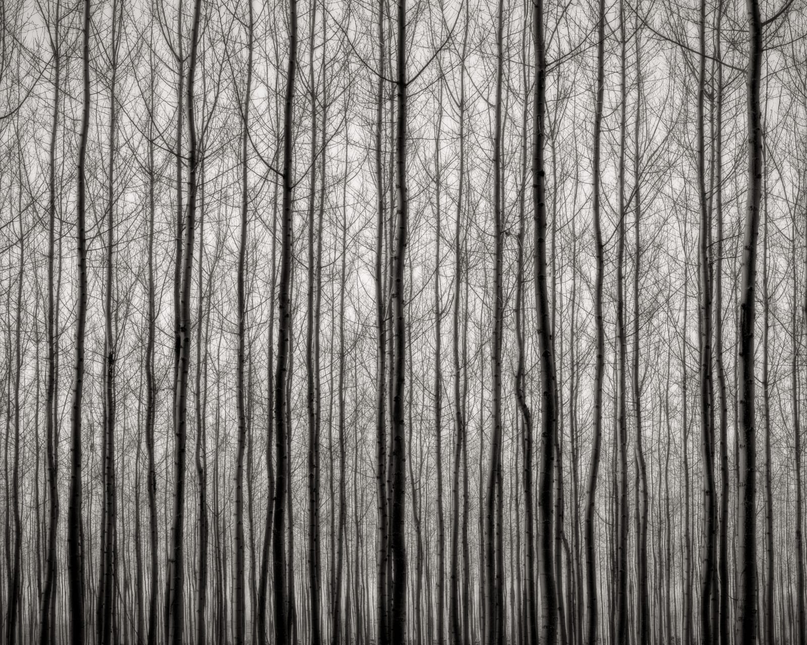 Jeffrey Conley, Early Evening Forest, 2016, printed 2017