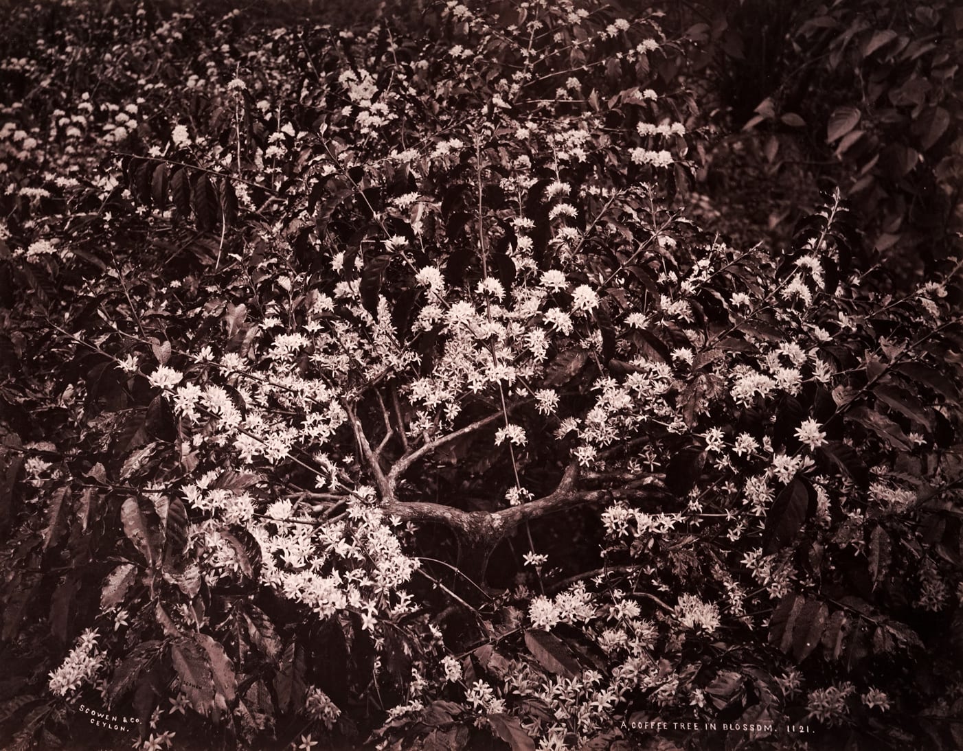 Charles Scowen, A Coffee Tree In Blossom, 1880