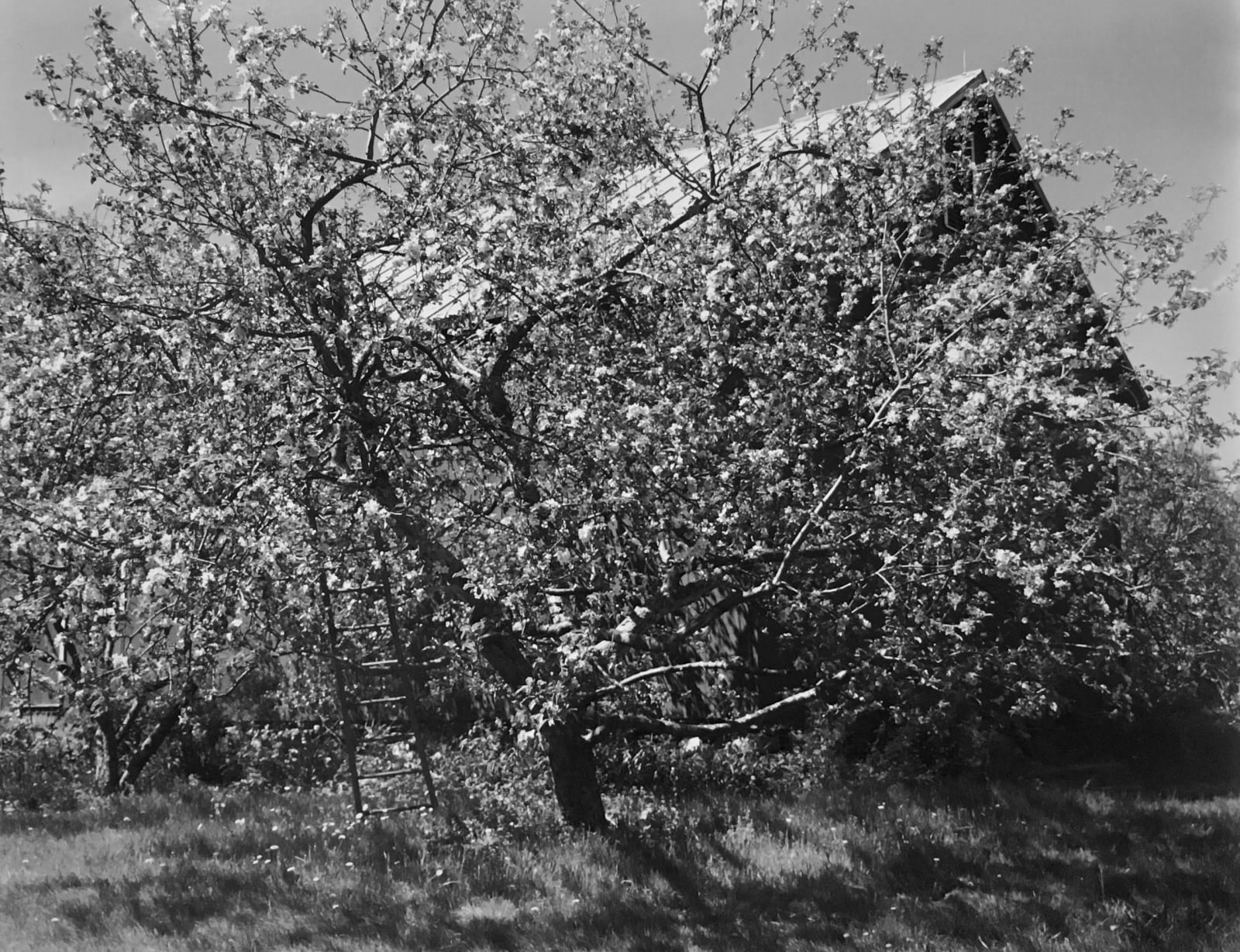 John Szarkowski (United States, b. 1925-2007), Tomkins County King (looking west), 2005/Printed 2007