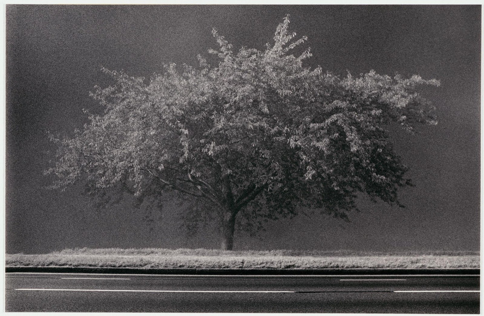 Michael Kenna, Roadside Tree, Richmond, Surrey, 1983/printed later