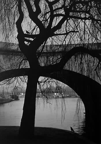Pentti Sammallahti, Paris, France (Tree, Bridge & Birds), 2011