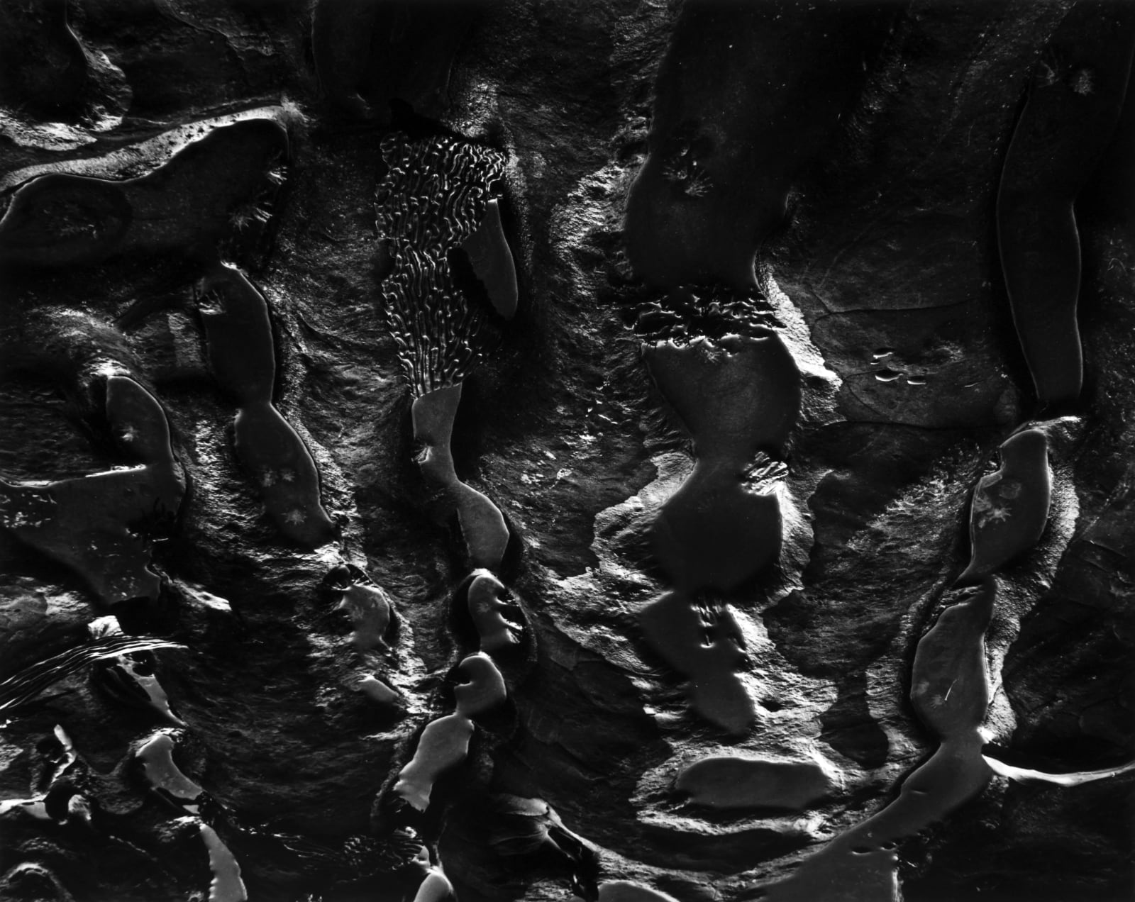 Wynn Bullock, Point Lobos Tide Pools, 1972 (Printed 1973)