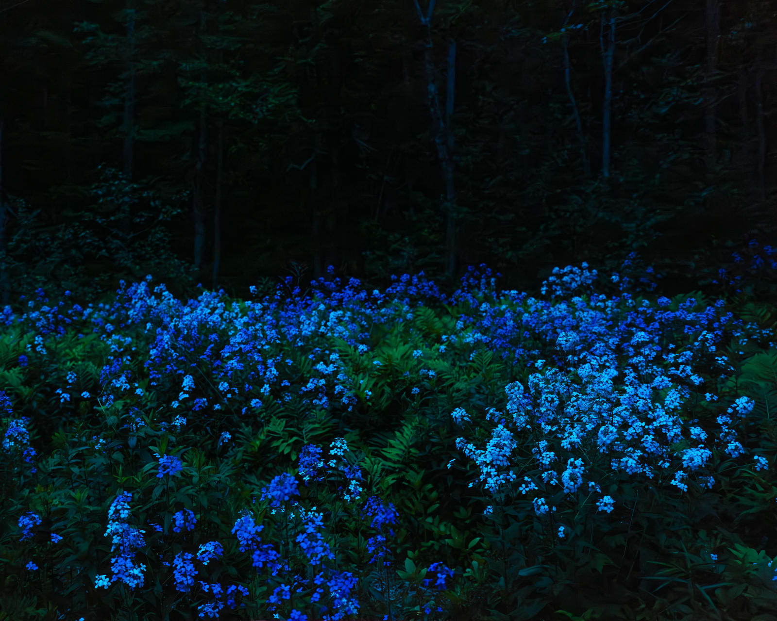Cig Harvey, Lunar Eclipse & Wild Phlox, Rockport, Maine, 2021
