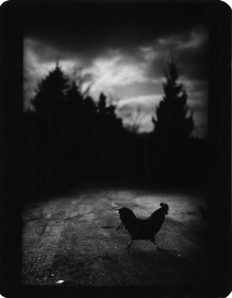 Giacomo Brunelli (Italy, b. 1977), "Cockrel Crossing" - The Animals, 2006
