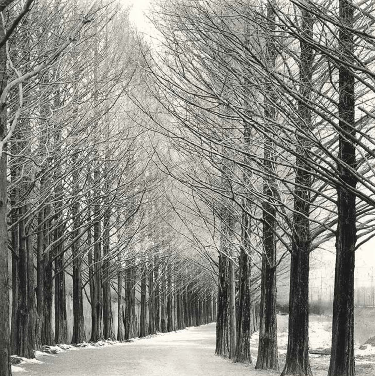 Michael Kenna, Alley of Trees, Damyang, Jeollanamdo, 2012