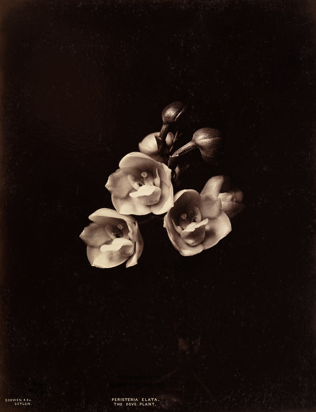 Charles Scowen, Peristeria elata, the dove plant, c. 1870-1879