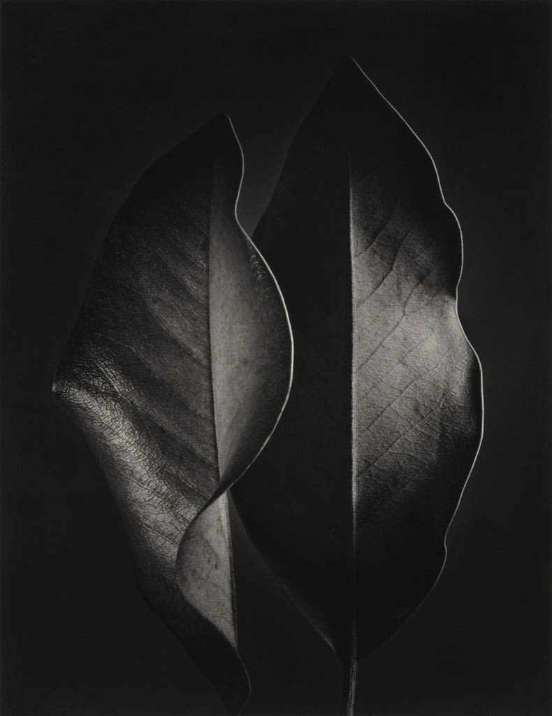 Ruth Bernhard, Two Leaves, 1952