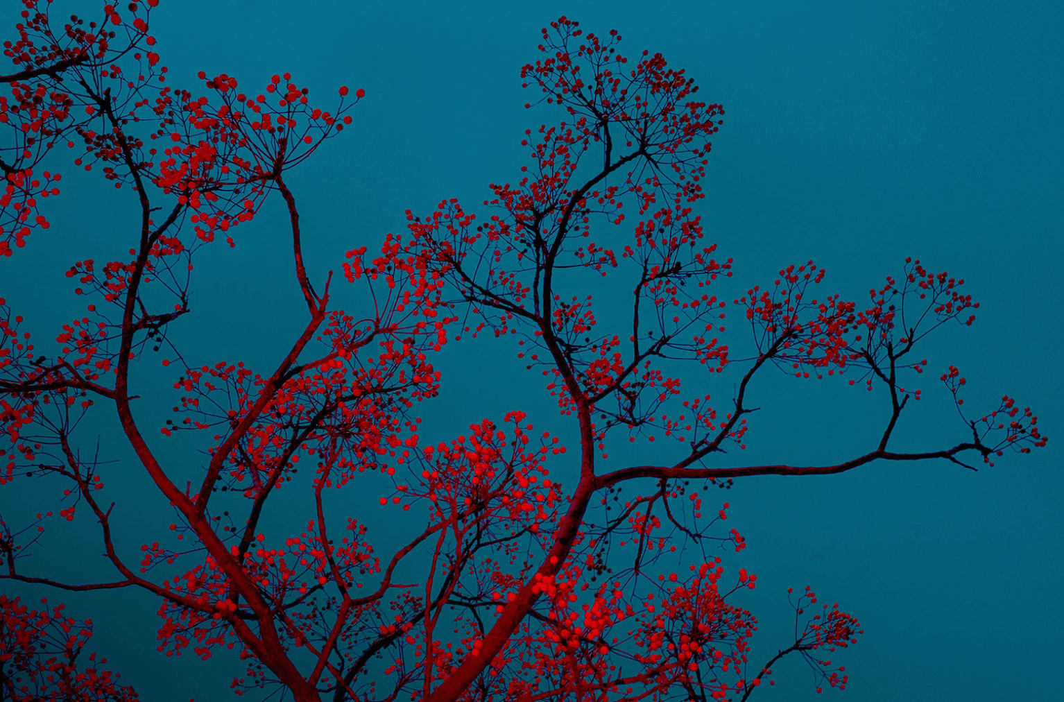 Paul Cupido, Mukayu 28, 2019