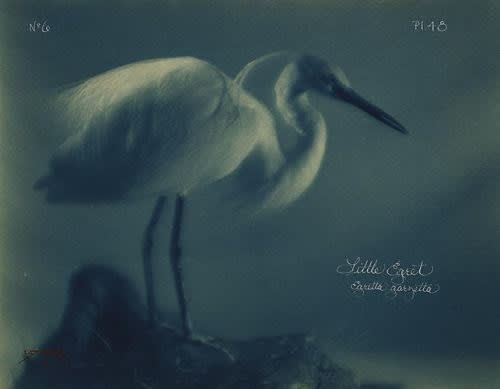 Laszlo Layton, Little Egret, 2005