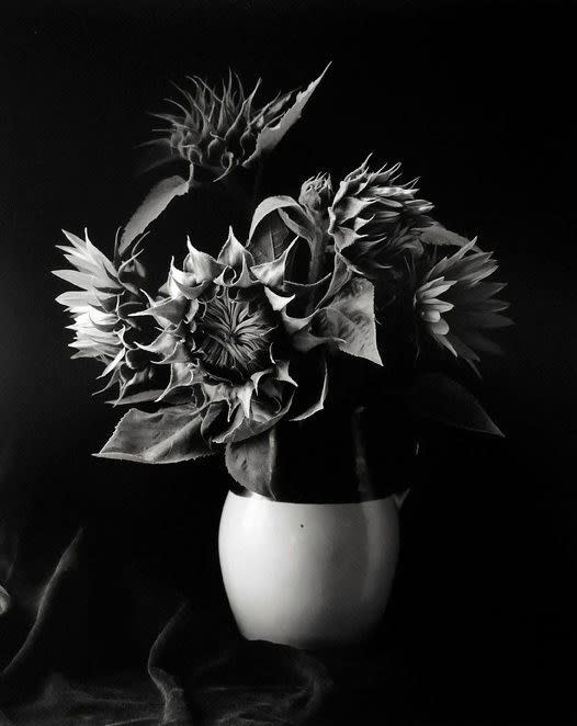 Paul Caponigro, Sunflower Vase, (Homage to Van Gogh), Millerton, New York, 1969